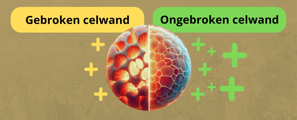 Gebroken celwand  VS ongebroken celwand van de chlorella, waarbij ongebroken beter is.